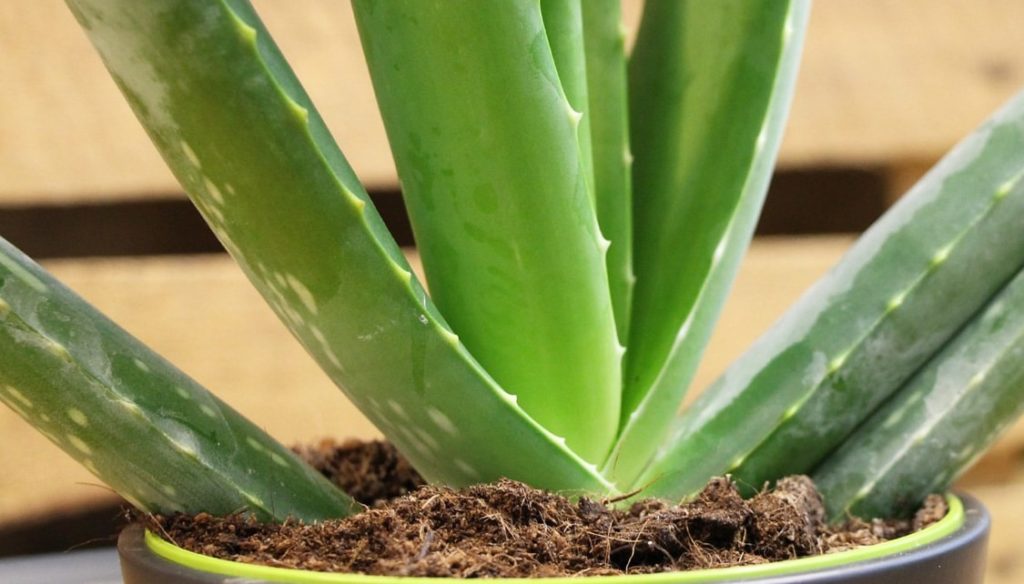 aloe vera entretien: 10 Conseils pour entretenir des plantes d’Aloe Vera