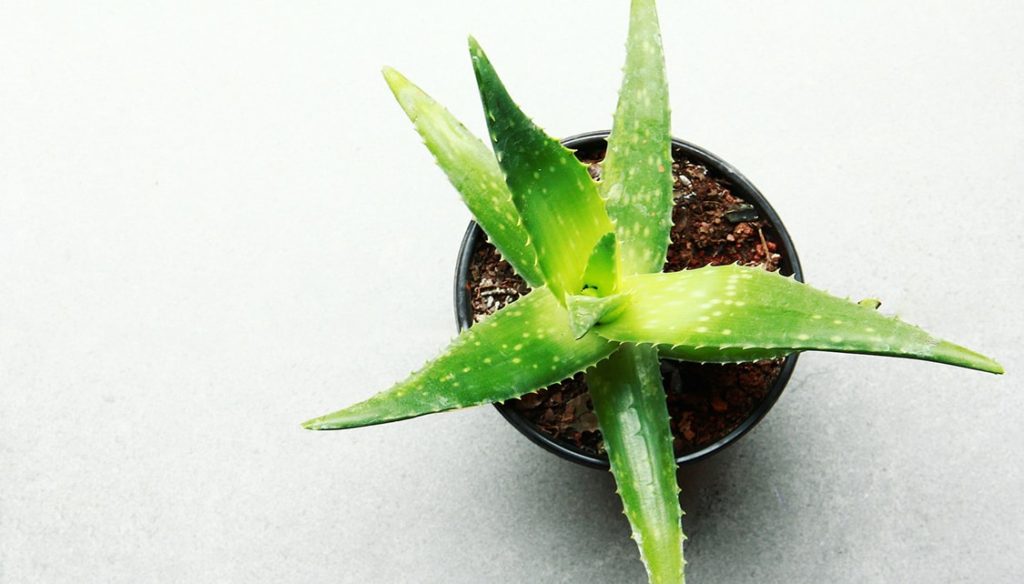 Arrosage plante Aloe Vera